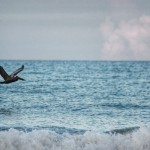 Pelican at Cocoa Beach1