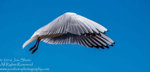 Black Headed Seagull, Jurmala Latvia. Tamron 300mm