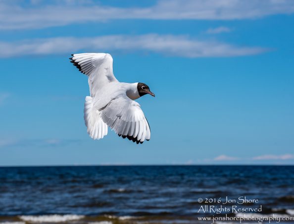 Black Headed Seagull, Jurmala Latvia. Tamron 300mm