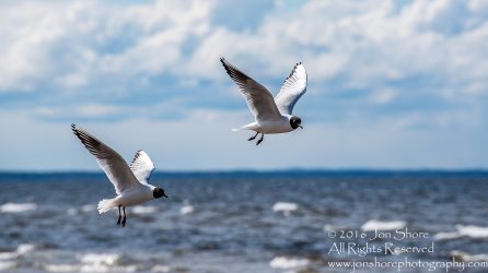 Black Headed Seagull, Jurmala Latvia. Tamron 300mm