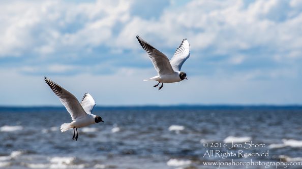 Black Headed Seagull, Jurmala Latvia. Tamron 300mm
