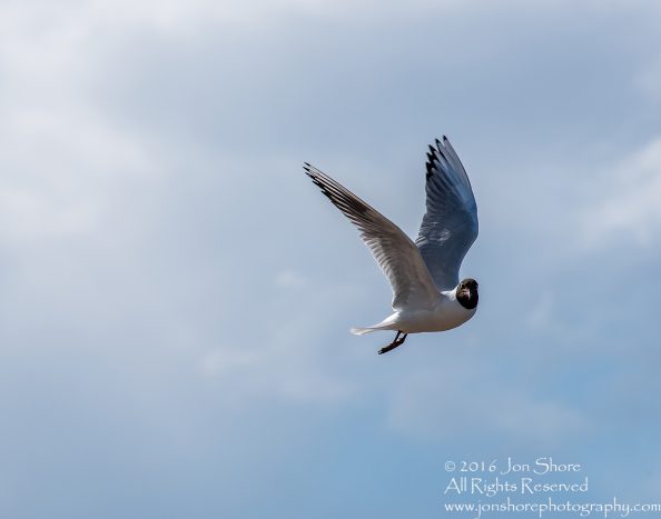 Black Headed Seagull, Jurmala Latvia. Tamron 300mm