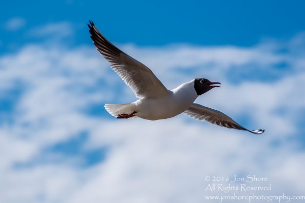 Black Headed Seagull, Jurmala Latvia. Tamron 300mm