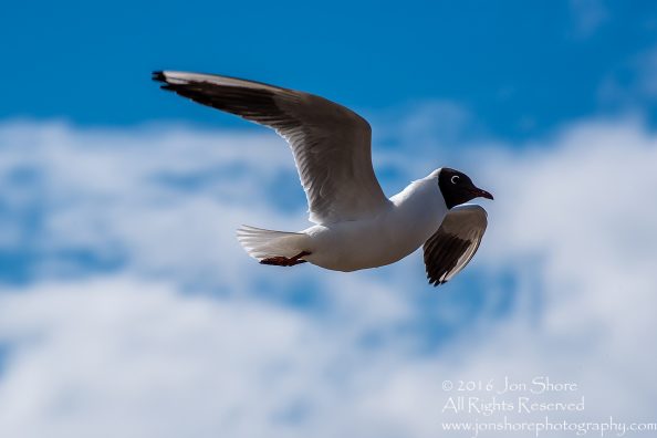Black Headed Seagull, Jurmala Latvia. Tamron 300mm