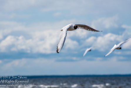 Black Headed Seagull, Jurmala Latvia. Tamron 300mm
