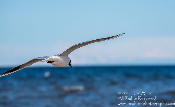 Black Headed Seagull, Jurmala Latvia. Tamron 300mm