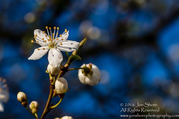 Spring 2016 Plum Blossoms Macro. Tamron 90mm Macro