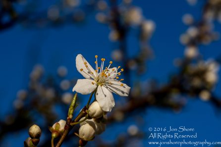 Spring 2016 Plum Blossoms Macro. Tamron 90mm Macro