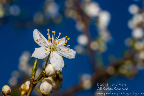 Spring 2016 Plum Blossoms Macro. Tamron 90mm Macro