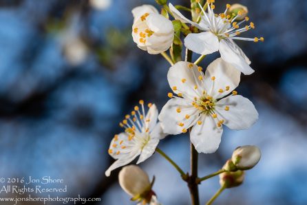 Spring 2016 Plum Blossoms Macro. Tamron 90mm Macro