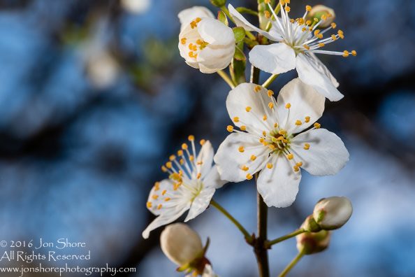 Spring 2016 Plum Blossoms Macro. Tamron 90mm Macro