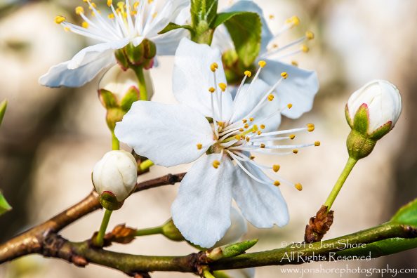 Spring 2016 Plum Blossoms Macro. Tamron 90mm Macro