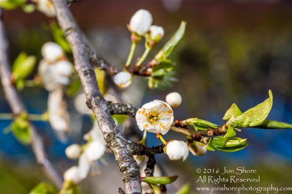 Spring 2016 Plum Blossoms Macro. Tamron 90mm Macro