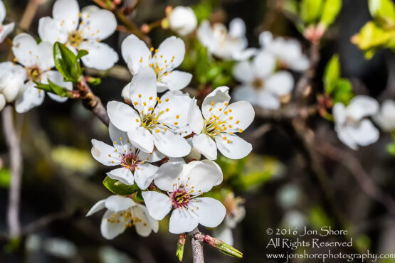 Spring 2016 Plum Blossoms Macro. Tamron 90mm Macro