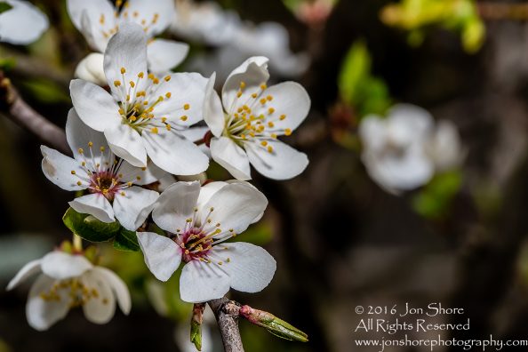 Spring 2016 Plum Blossoms Macro. Tamron 90mm Macro