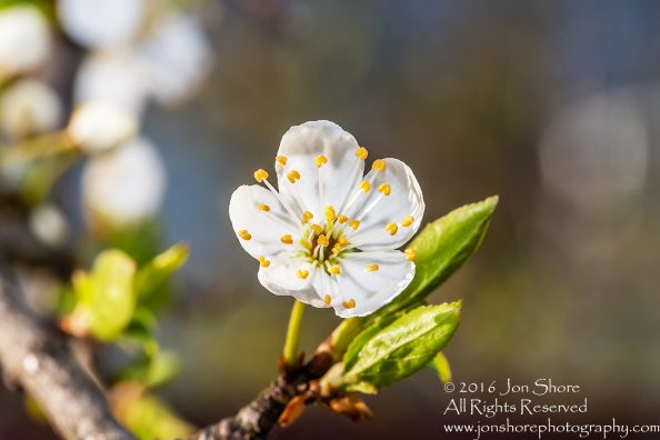 Spring 2016 Plum Blossoms Macro. Tamron 90mm Macro