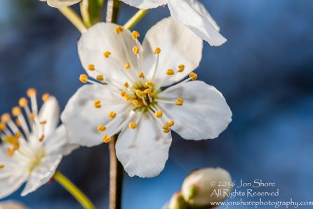 Spring 2016 Plum Blossoms Macro. Tamron 90mm Macro