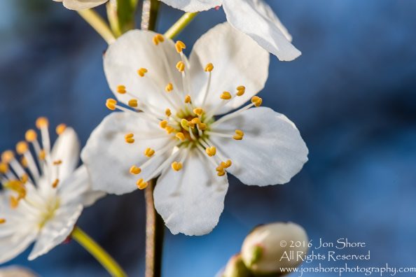 Spring 2016 Plum Blossoms Macro. Tamron 90mm Macro