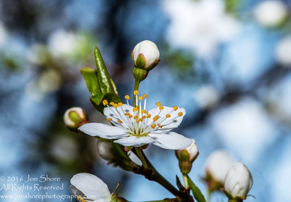 Spring 2016 Plum Blossoms Macro. Tamron 90mm Macro