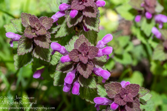 Spring 2016 purple blossoms Macro. Tamron 90mm Macro