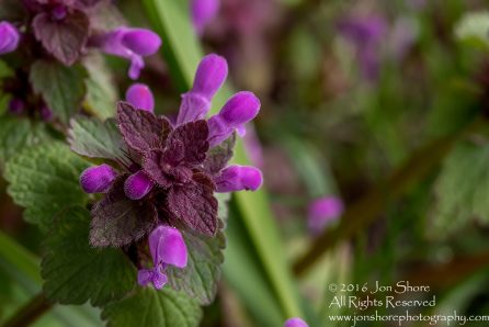 Spring 2016 purple blossoms Macro. Tamron 90mm Macro