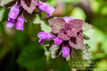 Spring Purple Blossoms Macro - Tamron 90mm Macro