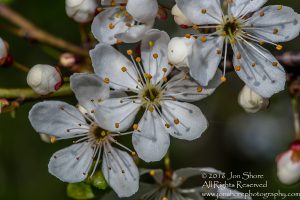 Closeup of Plum Blossoms in Spring. Riga, Latvia. Tamron 90mm Macro Lens
