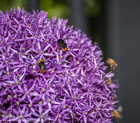 Allium Gigantic and Bees Jurmala, Latvia. Tamron 300mm