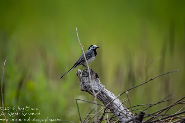 Black capped chickadee Kemeri National Park, Latvia. Tamron 600mm
