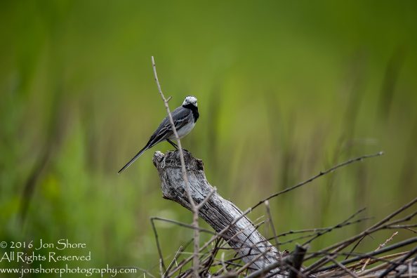 Black capped chickadee Kemeri National Park, Latvia. Tamron 600mm