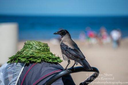 Black headed crow and grass hat Jurmala, Latvia. Tamron 300mm