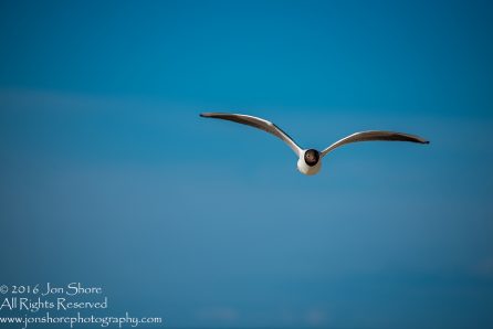 Black headed seagull Jurmala