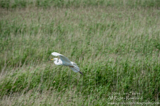 Great White Heron Kemeri National Park, Latvia. Tamron 600mm