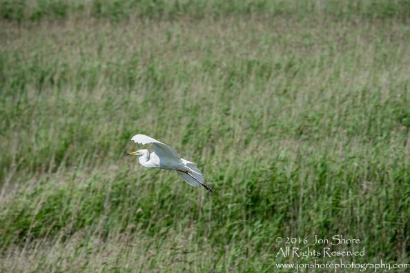 Great White Heron Kemeri National Park, Latvia. Tamron 600mm