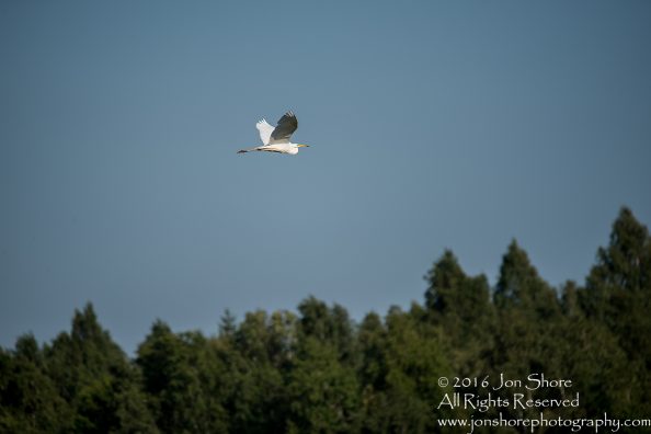 Great White Heron Kemeri National Park, Latvia. Tamron 600mm