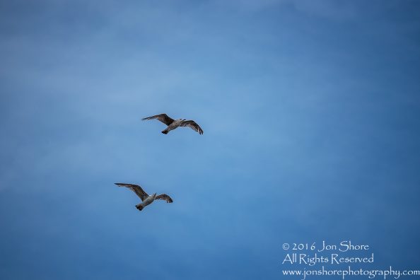 Seagulls in Blue Sky. Tamron 300mm lens