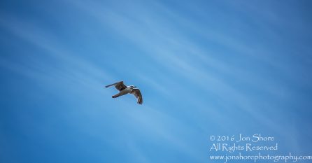 Seagull in Blue Sky. Tamron 300mm lens