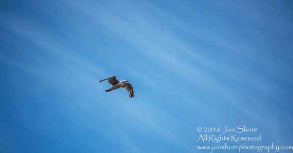 Seagull in Blue Sky. Tamron 300mm lens