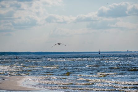 Seagull over the Baltic Sea. Jurmala, Latvia. Tamron 300mm lens