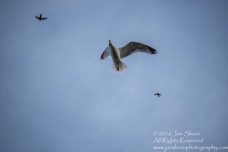 Seagull in Blue Sky. Tamron 300mm lens