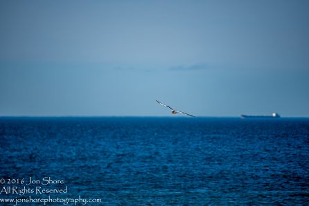 Seagull and ship Jurmala, Latvia