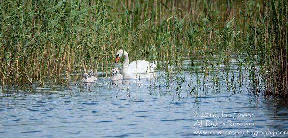 Swan and babies Kemeri National Park, Latvia. Tamron 600mm