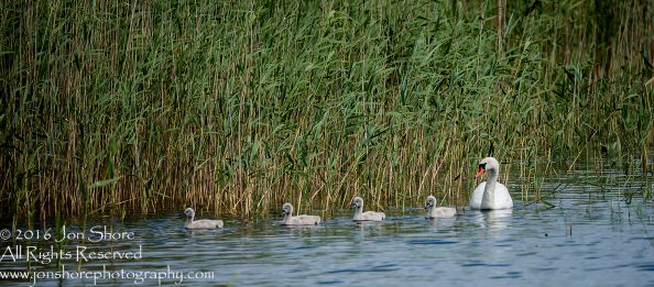 Swan and babies Kemeri National Park, Latvia. Tamron 600mm