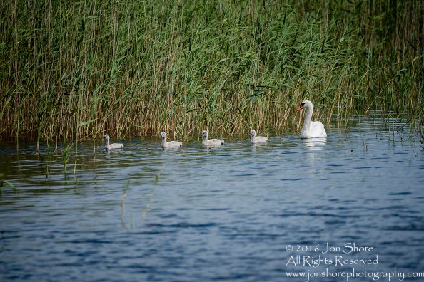 Swan and babies Kemeri National Park, Latvia. Tamron 600mm