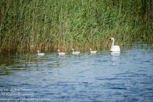 Swan and babies Kemeri National Park, Latvia. Tamron 600mm