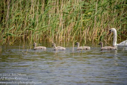 Swan and babies Kemeri National Park, Latvia. Tamron 600mm