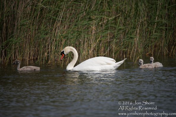 Swan and babies Kemeri National Park, Latvia. Tamron 600mm