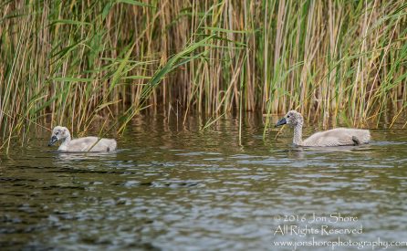 Swan and babies Kemeri National Park, Latvia. Tamron 600mm