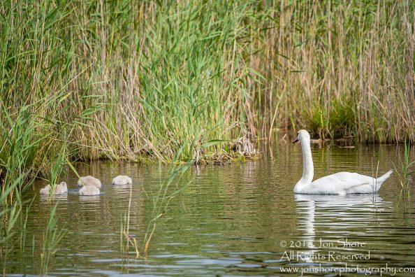 Swan and babies Kemeri National Park, Latvia. Tamron 600mm