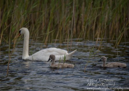 Swan and babies Kemeri National Park, Latvia. Tamron 600mm
